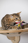 Toyger in front of white background