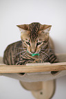 Toyger in front of white background