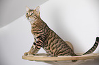 Toyger in front of white background