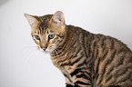 Toyger in front of white background