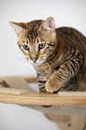 Toyger in front of white background