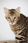 Toyger in front of white background