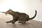 standing Toyger