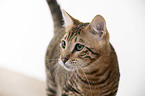 Toyger in front of white background