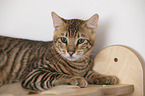 Toyger in front of white background