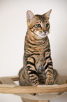 Toyger in front of white background