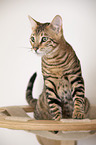 Toyger in front of white background
