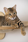 Toyger in front of white background