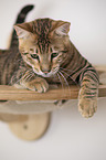 Toyger in front of white background