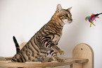 Toyger in front of white background