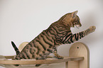 Toyger in front of white background