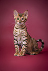Toyger in front of red background