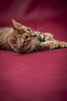 Toyger in front of red background