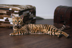 lying Toyger