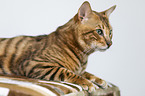 lying Toyger