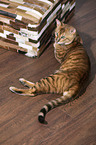 lying Toyger