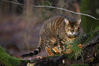 Toyger at autumn