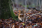 Toyger at autumn