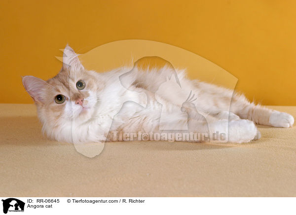 Trkisch Angora / Angora cat / RR-06645