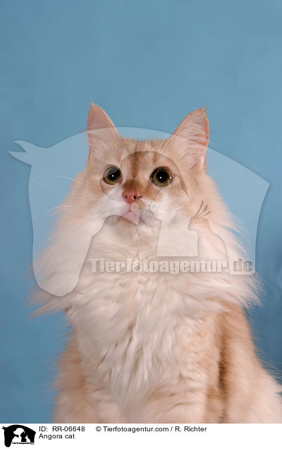 Trkisch Angora / Angora cat / RR-06648