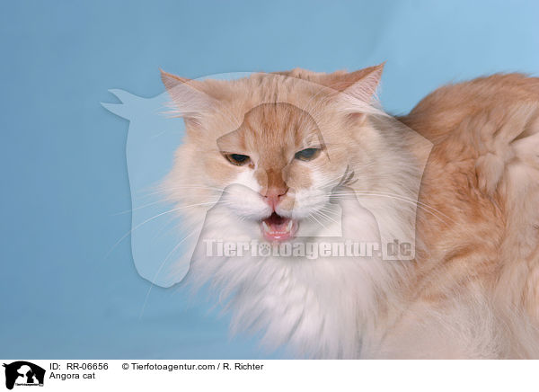 Trkisch Angora / Angora cat / RR-06656