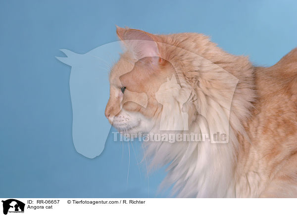 Trkisch Angora / Angora cat / RR-06657