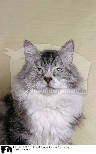 Trkisch Angora / Turkish Angora / RR-06898