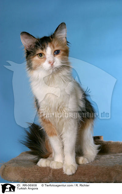Trkisch Angora / Turkish Angora / RR-06908