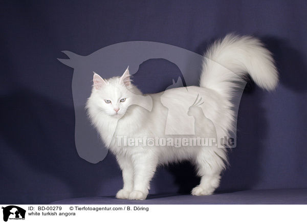 weie Trkisch Angora / white turkish angora / BD-00279