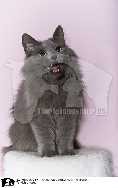 Trkisch Angora / Turkish angora / HBO-07285