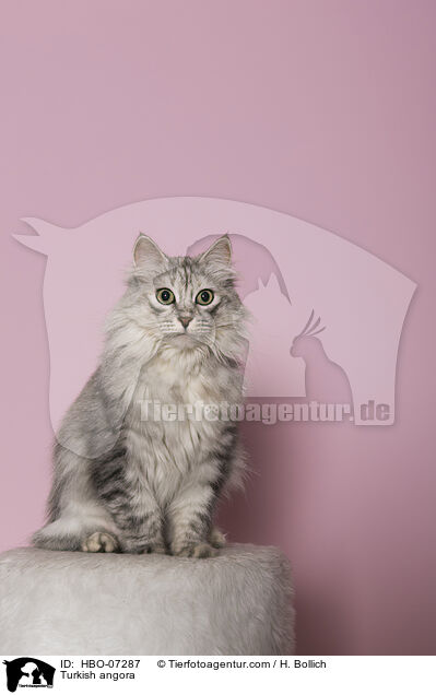 Trkisch Angora / Turkish angora / HBO-07287