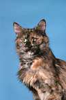 Turkish Angora