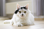 lying Turkish Angora