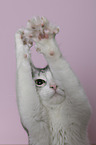 Turkish angora