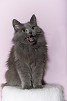 Turkish angora