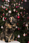 Turkish angora