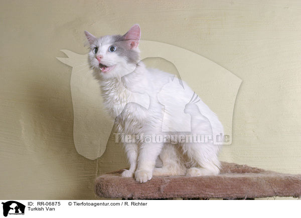 Trkisch Van / Turkish Van / RR-06875