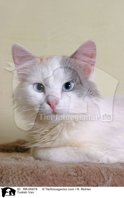 Trkisch Van / Turkish Van / RR-06878