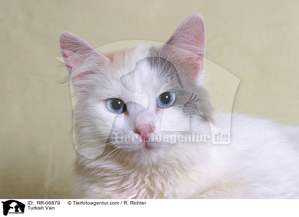 Trkisch Van / Turkish Van / RR-06879