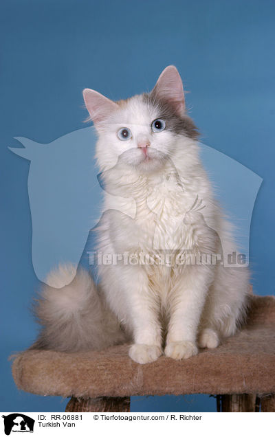 Trkisch Van / Turkish Van / RR-06881