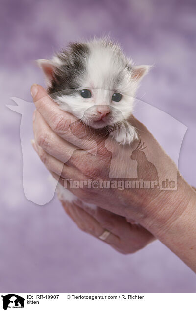 Ktzchen / kitten / RR-10907