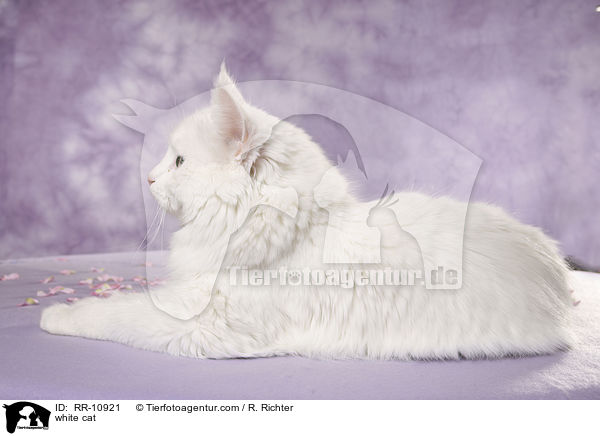 weie Trkisch Van / white cat / RR-10921