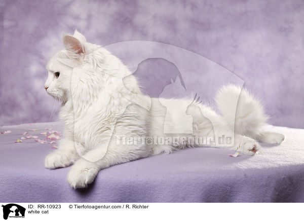 white cat / RR-10923