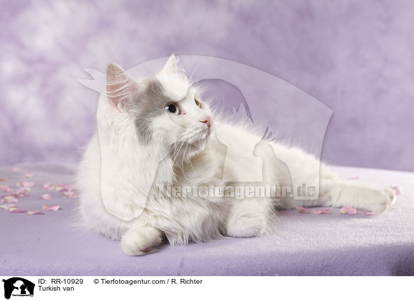Turkish van / RR-10929