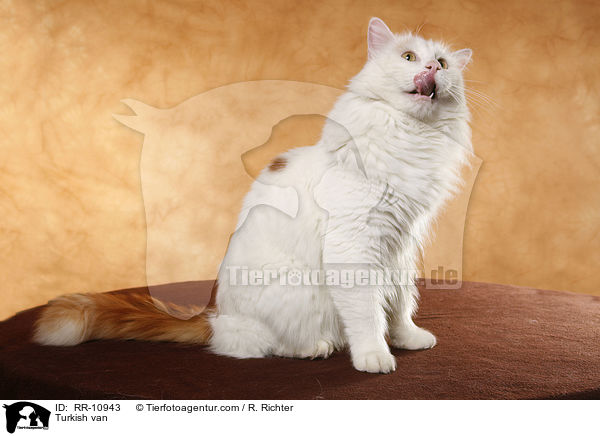 Trkisch Van / Turkish van / RR-10943
