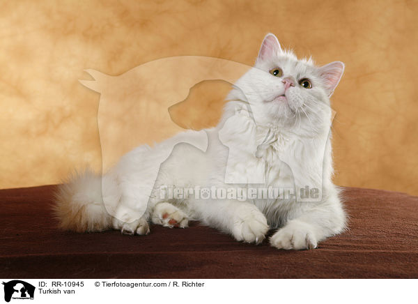 Trkisch Van / Turkish van / RR-10945