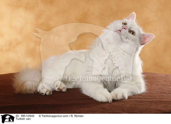 Trkisch Van / Turkish van / RR-10946