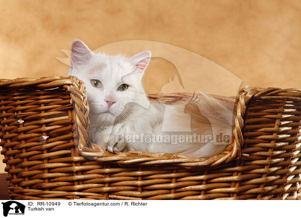 Trkisch Van / Turkish van / RR-10949