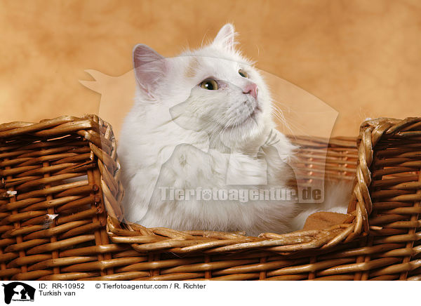 Turkish van / RR-10952
