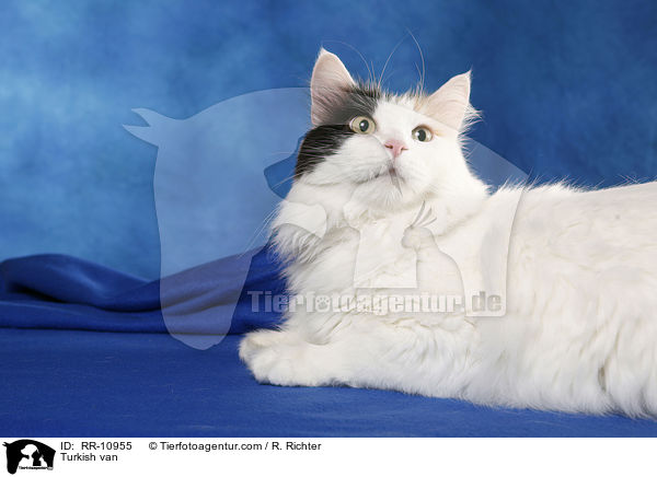 Turkish van / RR-10955